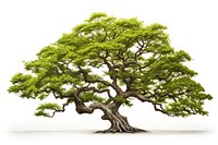 A beautiful japan tree plant green white background. AI generated Image by rawpixel.