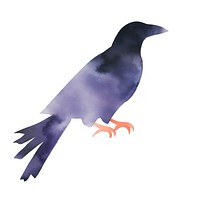 Crow animal bird white background. AI generated Image by rawpixel.