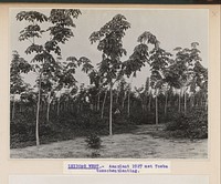 Leidong West - Aanplant 1927 met Toeba tusschenplanting (1930 - 1939) by anonymous