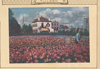 Gezicht op een tulpenveld (1915) by anonymous