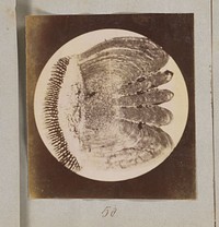 Microscopische opname van schub van een baars, veertig keer vergroot (1887 - 1888) by Marinus Pieter Filbri