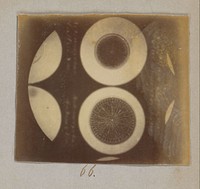 Microscopische opname van diatomeeën, 190 keer vergroot (1887 - 1888) by Marinus Pieter Filbri