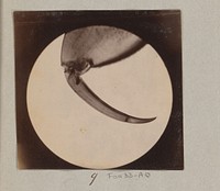 Microscopische opname van voelspriet van een insect, 25 keer vergroot (1887 - 1888) by Marinus Pieter Filbri