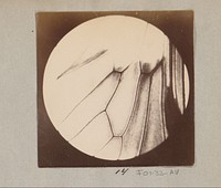 Microscopische opname van vleugel van een vlieg, dertig keer vergroot (1887 - 1888) by Marinus Pieter Filbri