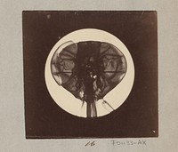 Microscopische opname van kop van een vlieg, 25 keer vergroot (1887 - 1888) by Marinus Pieter Filbri