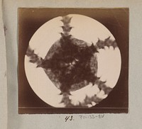 Microscopische opname van een jonge zeester, 25 keer vergroot (1887 - 1888) by Marinus Pieter Filbri