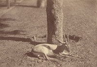 Gazelle Lying Down Against a Tree by Théodule Devéria