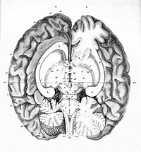 Anatomie et physiologie du système nerveux en général, et du cerveau en particulier, avec des observations sur la possibilité de reconnoître plusieurs dispositions intellectuelles et morales de l'homme et des animaux par la configuration de leurs têtes / Par F. J. Gall et G. Spurzheim.