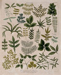 Twenty seven compound plant leaves of different forms. Coloured etching by J. Pass, c. 1799.