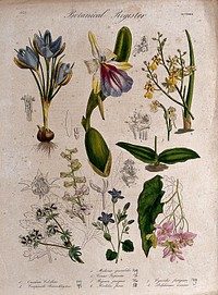 Eight plants, including three orchids, a crocus and a begonia: flowering stems. Coloured etching, c. 1837.