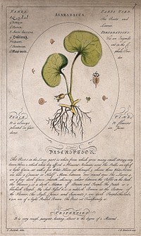 Asarabacca (Asarum europaeum L.): flowering stem with separate floral segments and cross-sections of the stem and a description of the plant and its uses. Coloured line engraving by C.H.Hemerich, c.1759, after T. Sheldrake.