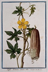 Dishcloth gourd (Luffa acutangula (L.) Roxb.): flowering stem with separate sectioned fruit and seeds. Coloured etching by M. Bouchard, 1772.