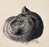 Head of a lioness. Reproduction of an etching by F. Lüdecke.