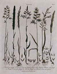 Seven grasses including fescues (Festuca species), dog's tail grass (Cynosurus cristatus), meadow grasses (Poa species) and ryegrass (Lolium species). Coloured etching by J. Pass, c. 1807.