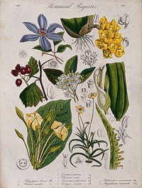 Eight plants, including two orchids, a gardenia and a clematis: flowering stems. Coloured etching, c. 1837.