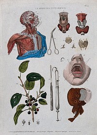 Anatomy and botany; top left, dissected head and chest showing arteries; top right, larynx; bottom left, buckthorn plant; centre, surgical instruments; bottom right, electric ray fish. Coloured engraving, 1834-1837.