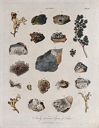 Fifteen different species of lichen. Coloured etching by J. Pass, c. 1813.