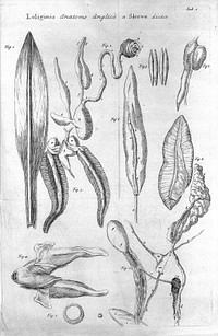 Conchyliorum bivalvium utriusque aquae exercitatio anatomica tertia. Huic accedit dissertatio medicinalis de calculo humano / [Martin Lister].
