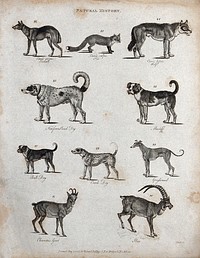Above, a jackall, a fox, a wolf and two dogs; below, a bulldog, a Coach dog, a greyhound, a chamois goat and an ibex. Etching by Heath.