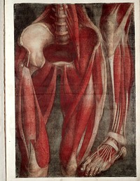 Myologie complette en couleur et grandeur naturelle, composée de l'Essai et de la Suite de l'Essai d'anatomie, en tableux imprimés [d'après les parties disséquées et préparées / par M. Duverney.