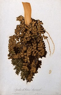Cluster of fruit of a date palm (Phoenix dactylifera). Colour aquatint by G. Carocci, 1838, after I. Palmerini, 1837.