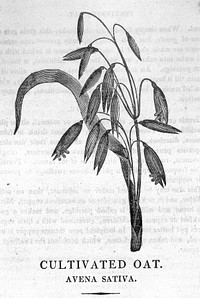 A family herbal: or, Familiar account of the medical properties of British and foreign plants, also their uses in dying, and the various arts, arranged according to the Linnaean system / [Robert John Thornton].