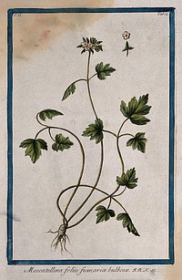 Moschatel or townhall clock (Adoxa moschatellina L.): entire flowering plant with floral sections. Coloured etching by M. Bouchard, 1774.