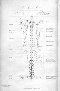 On the diseases and derangements of the nervous system. In their primary forms and in their modifications by age, sex, constitution, hereditary predisposition, excesses, general disorder, and organic disease : Marshall Hall / [Marshall Hall].