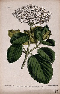 Wayfaring tree (Viburnum lantana): flowering stem. Coloured lithograph by W. G. Smith, c. 1863, after himself.