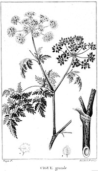 Flore médicale décrite / par F.P. Chaumeton ... Peinte par Mme E. P[anckoucke] et par P.J.F. Turpin.