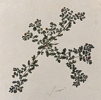 Tansy (Tanacetum vulgare): entire flowering plant. Watercolour.