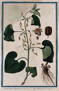 A plant related to birthwort, (Aristolochia longa L.): flowering stem with separate rhizome and sections of fruit. Coloured etching by M. Bouchard, 1774.
