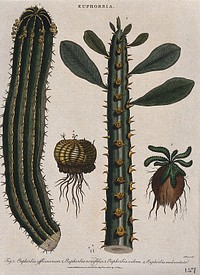 Four types of spurge (Euphorbia species): two succulent stems and two low-growing plants. Coloured etching by J. Pass, c. 1805, after J. Ihle.
