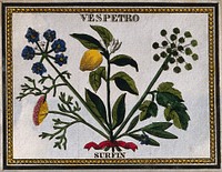 A Vespetro label illustrated with a bunch of four plants. Coloured engraving, 19th century.