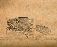 Four heads of fishes. Drawing, c. 1789.