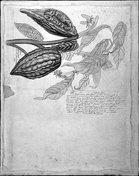 Fruit of the cacao tree and a Guatemalan almond tree. Drawing by Thomas Malie, 1730.