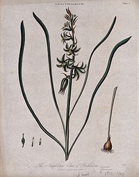 Star of Bethlehem plant (Ornithogalum umbellatum): flowering stem, bulb and floral segments. Coloured engraving by J. Pass, c. 1820.
