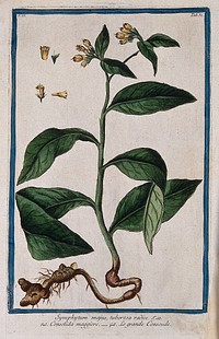 Comfrey (Symphytum tuberosum L.): entire flowering plant with separate floral sections. Coloured etching by M. Bouchard, 1774.