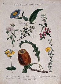 Seven plants, including an Australian honeysuckle: flowering stems. Coloured etching, c. 1833.