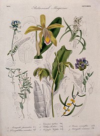 Seven British garden plants, including two orchids: flowering stems and floral segments. Coloured etching, c. 1833.