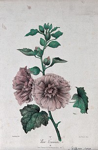 A flowering marsh mallow plant (Althaea rosa). Coloured lithograph, c. 1850, after Guenébeaud.