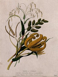 Four seedheads of different grasses (Gramineae species): Cynosorus crocanus, buntee, Paspalum kora and Panicum miliaceum or common millet. Coloured aquatint by W. Hooker after J. Forbes, 1780.