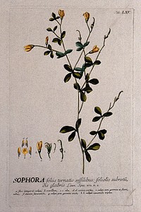 A plant (Sophora tinctoria) related to the pagoda tree: flowering and fruiting stem with separate floral segments. Coloured engraving by J.J. or J.E. Haid, c.1750, after G.D. Ehret.