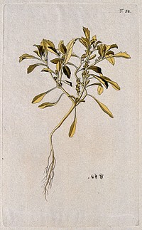 Rose of Jericho (Anastatica hierochuntica L.): entire flowering and fruiting plant with separate flower, fruit and seed. Coloured engraving after F. von Scheidl, 1770.