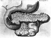 De succo pancreatico: or a physical and anatomical treatise of the nature and office of the pancreatick juice shewing its generation in the body, what diseases arise by its vitiation : from whence in particular, by plain and familiar examples, is accurately demonstrated, the causes and cures of agues, or intermitting feavers, hitherto so difficult and uncertain, with sundry other things of worthy note / written by D. Reg. de Graaf ... ; and translated by Christopher Pack.