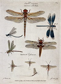 Five dragonflies and four mayflies. Coloured engraving by J. Newton, ca. 1780, after J. Barbut.