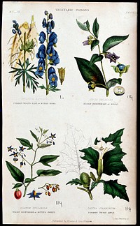 Four poisonous plants: monk's hood (Aconitum napellus), deadly nightshade (Atropa belladonna), woody nightshade (Solanum dulcamara) and thorn-apple (Datura stramonium) Coloured engraving by J. Johnstone, 1855.