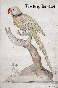 A ring-necked parakeet. Watercolour by J.C. Lettsom, 1757.