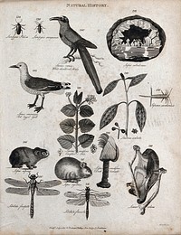 Above, three insects, a shrike, a mineral, a gull, a sprig of a camphor tree and a sprig and berry of a lantana shrub; below, two hares, a duck bernade, two dragon flies and a lemur. Engraving by Heath.