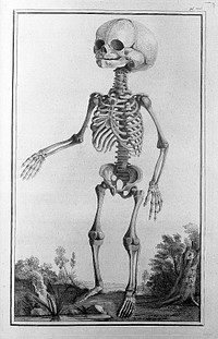 Traité d'ostéologie, traduit de l'anglois de M. Monro, professeur d'anatomie, et de la Société Royale d'Edimbourg: où l'on a ajouté des planches en taille-douce, qui représentent au naturel tous les os de l'adulte et du foetus, avec leurs explications / Par M. Sue, professeur & démonstrateur d'anatomie aux Ecoles Royales de Chirurgie.